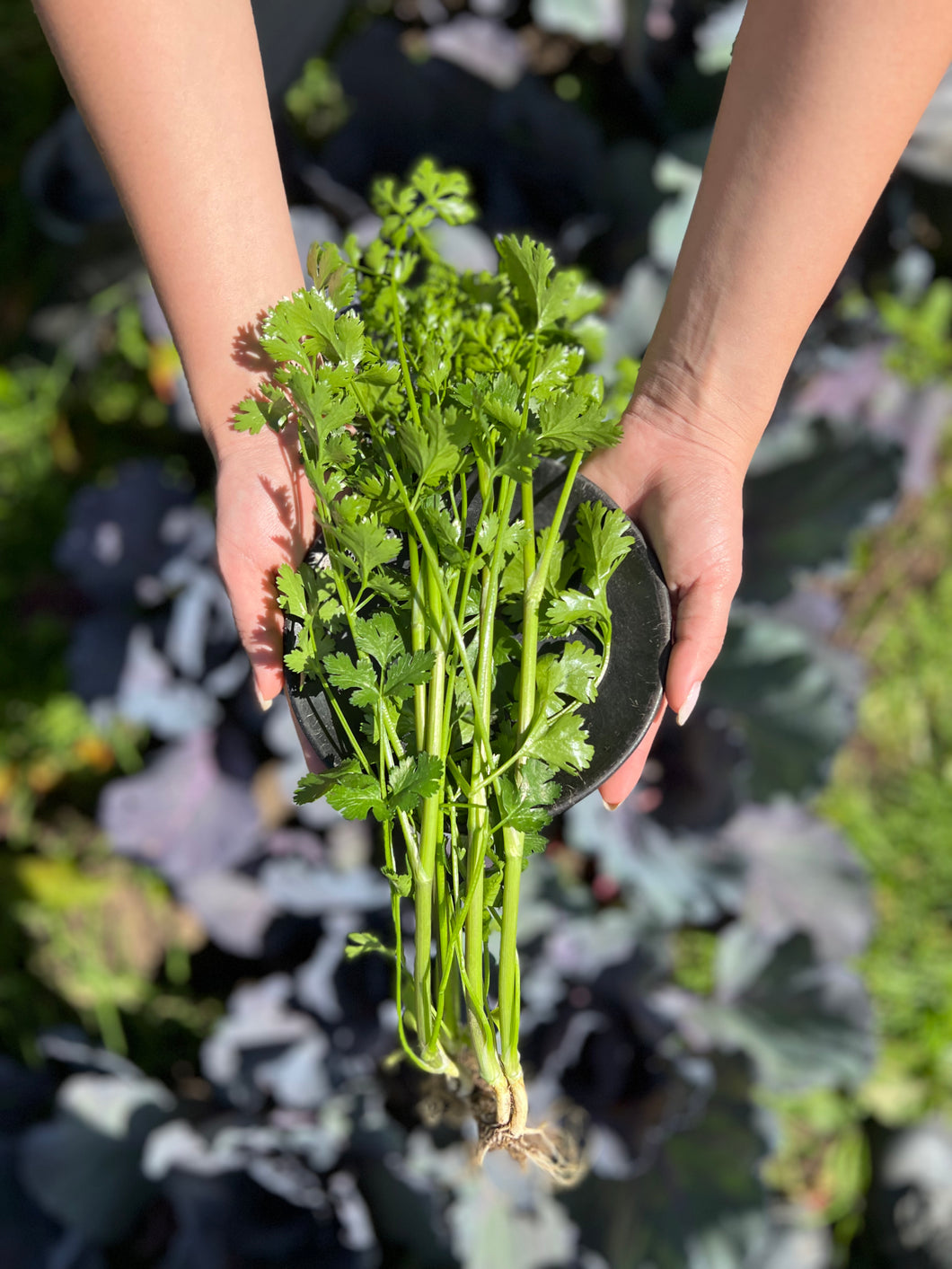 CILANTRO (100g)