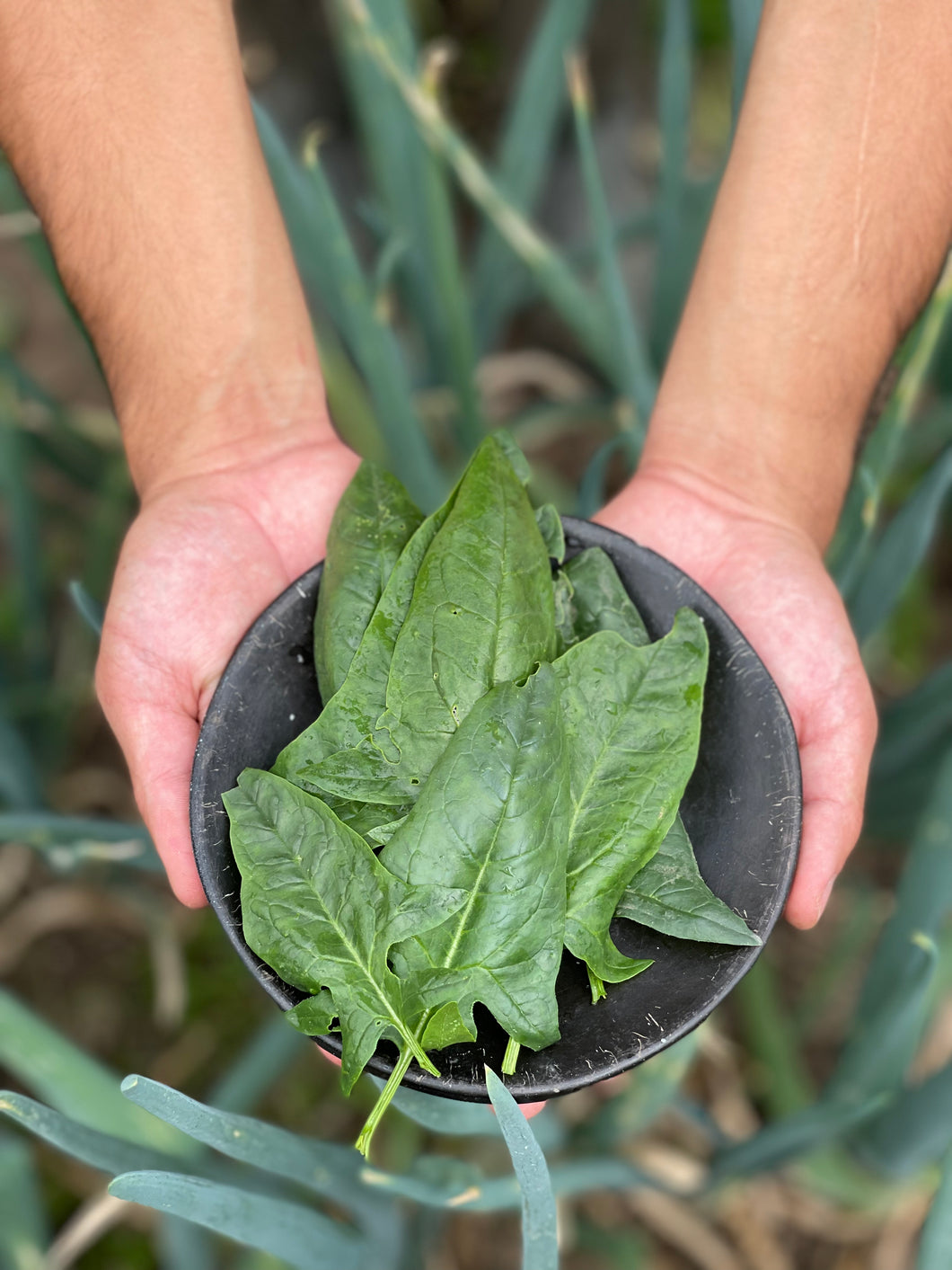 ESPINACA TIERNA (250g)