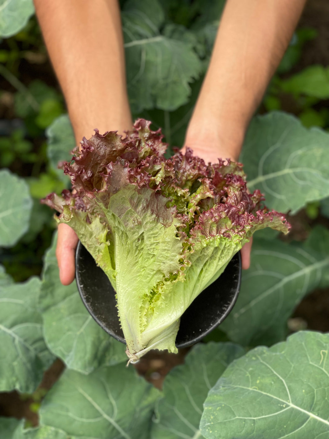 LECHUGA CRESPA MORADA (220g)