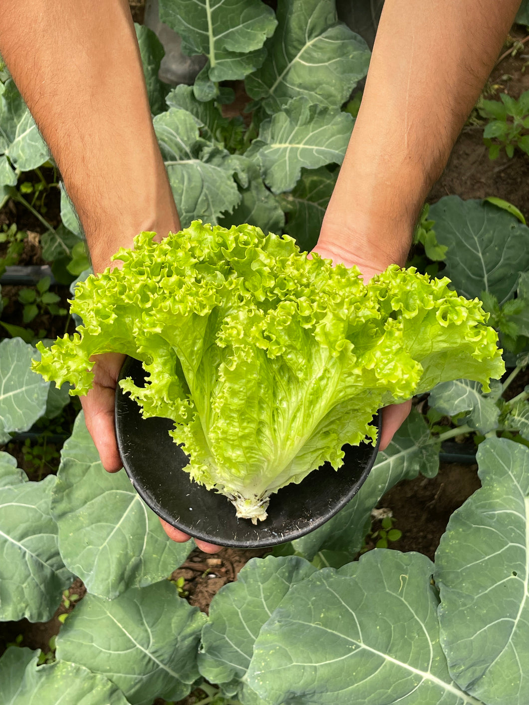 LECHUGA CRESPA VERDE (220g)