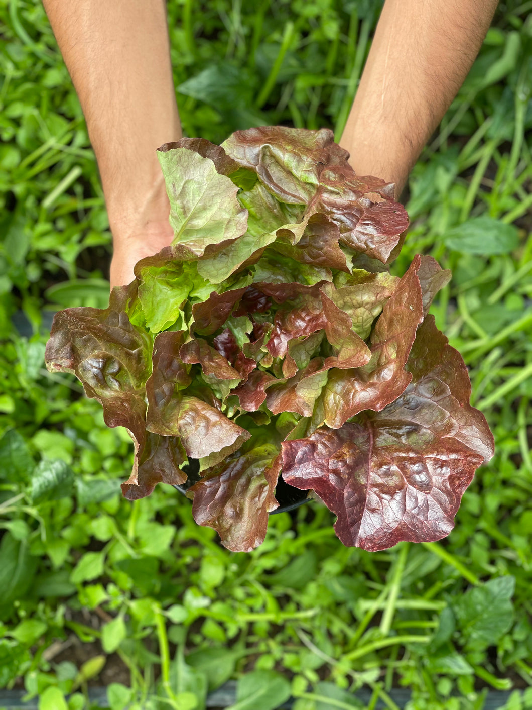 LECHUGA LISA MORADA (220g)