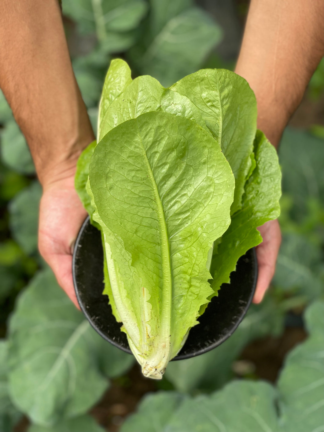 LECHUGA ROMANA VERDE (220g)