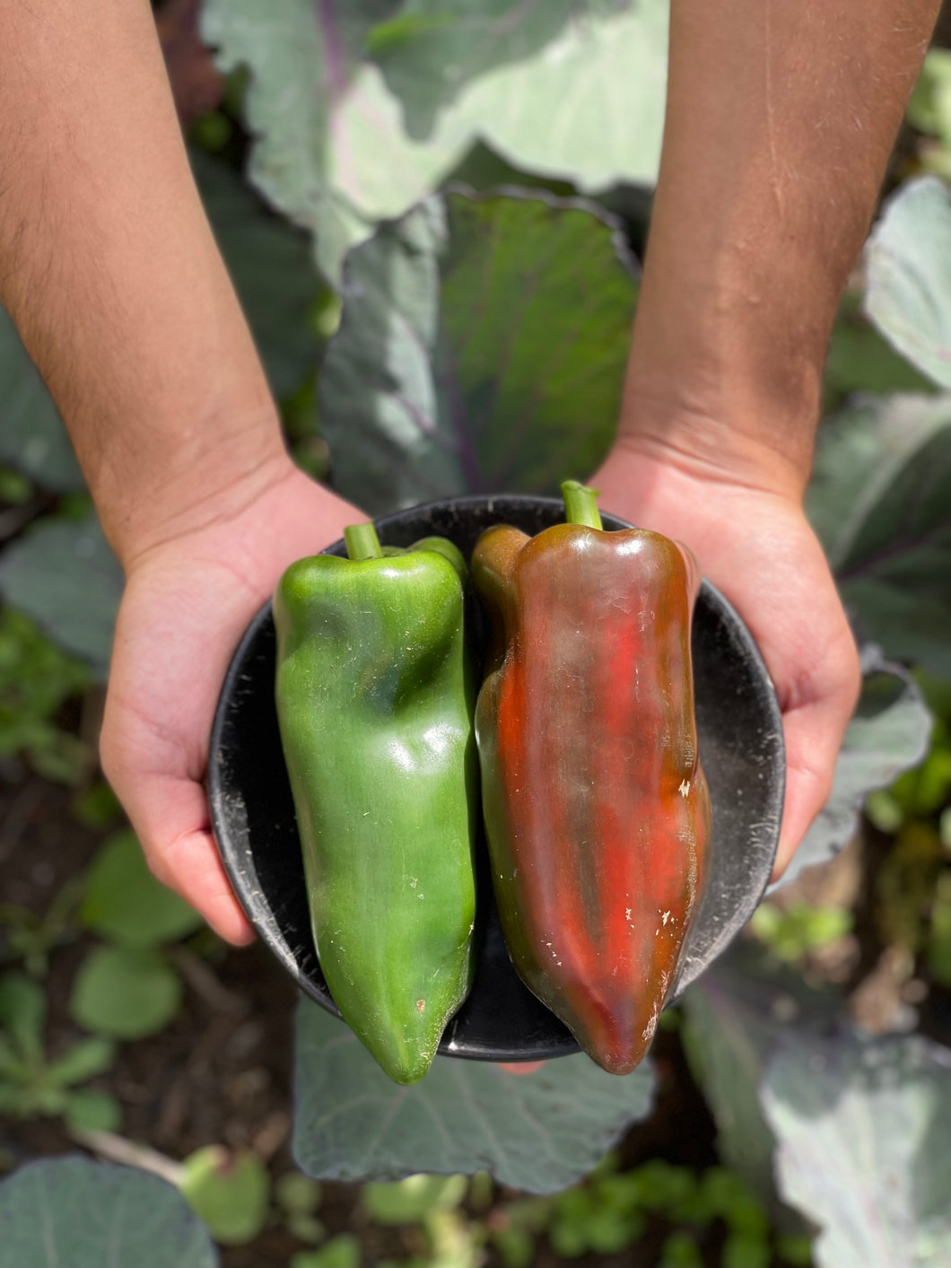 PIMENTÓN VERDE (500g)