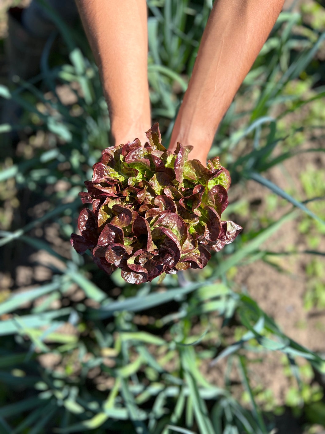 LECHUGA ROBLE MORADA (220g)