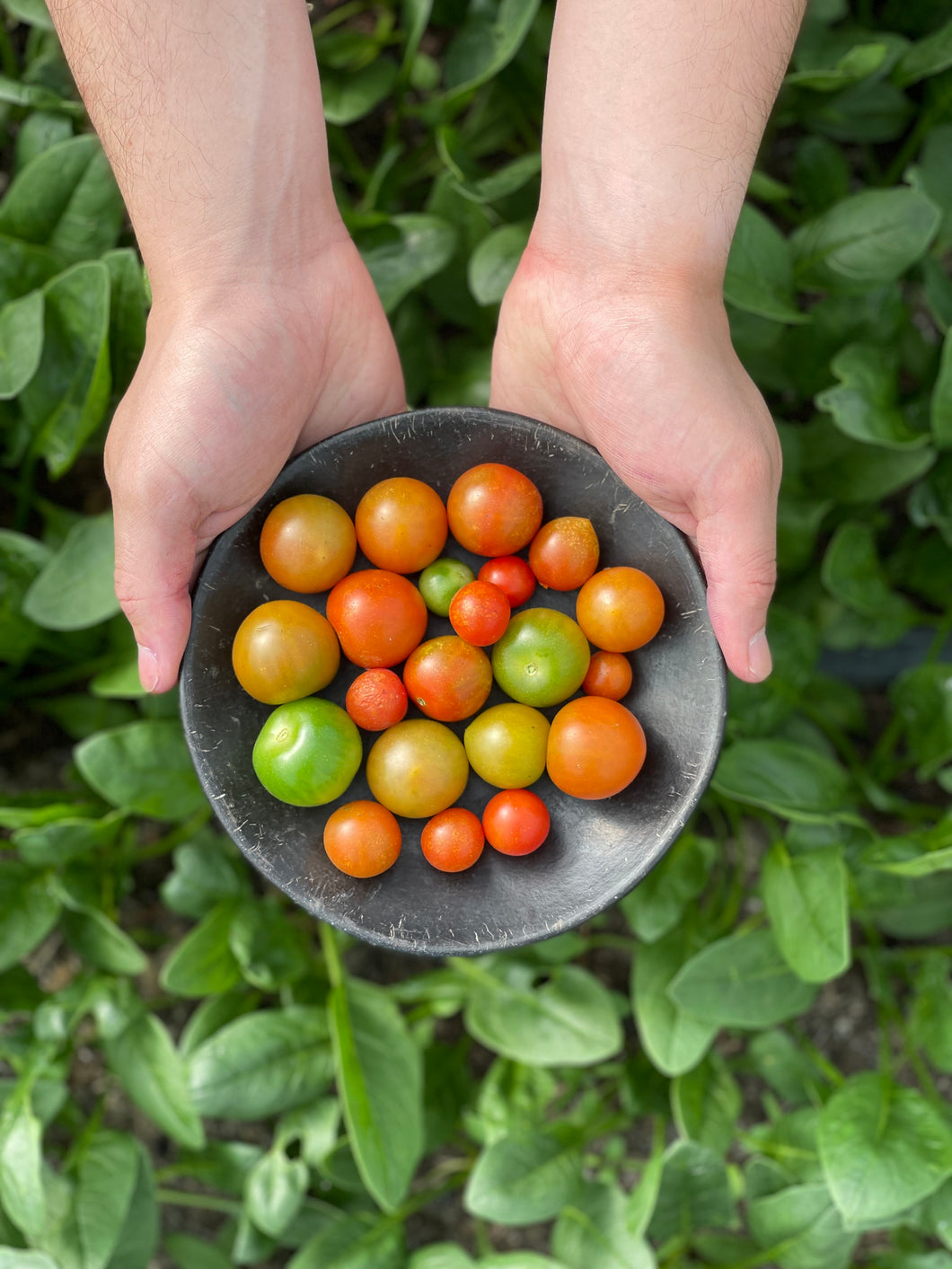 TOMATE CHERRY (500g)