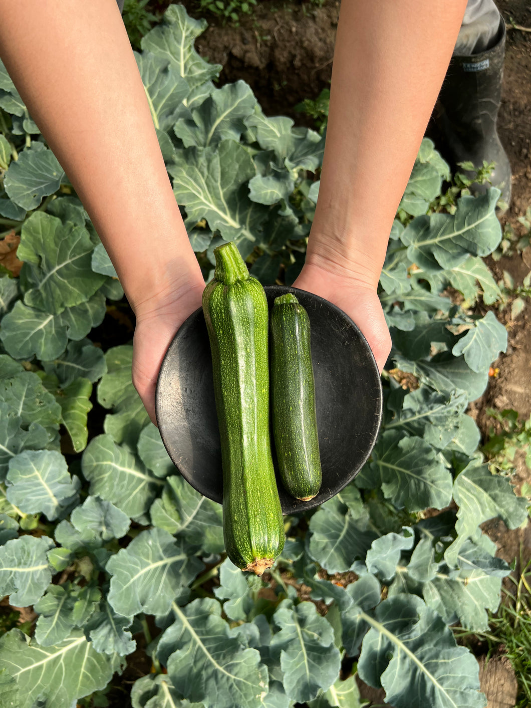 ZUCHINNI VERDE (500g)